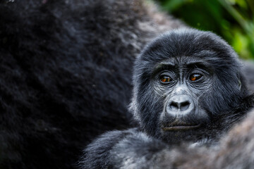 Wild mountain gorilla in the nature habitat. Very rare and endangered animal close up. African wildlife. Big and charismatic creature. Mountain gorillas. Gorilla beringei