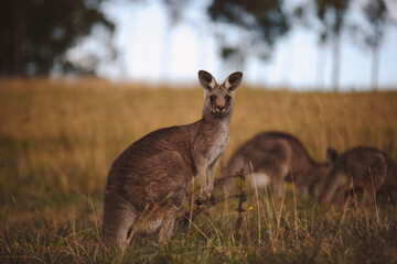 Kangaroos graze in a sunlit field of grass and golden vegetation. The scene captures a tranquil moment in their natural habitat, framed by distant trees and soft light