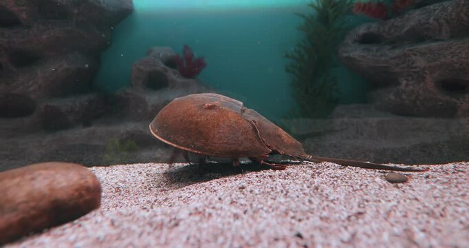 Atlantic horseshoe crab (Limulus polyphemus), also known as the American horseshoe crab, is a species of horseshoe crab, a kind of marine and brackish chelicerate arthropod.
