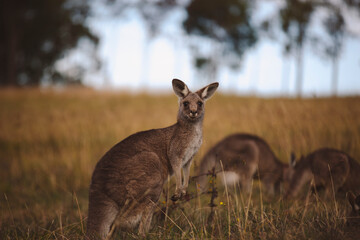 Kangaroos graze in a sunlit field of grass and golden vegetation. The scene captures a tranquil moment in their natural habitat, framed by distant trees and soft light
