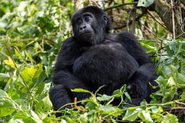 Wild mountain gorilla in the nature habitat. Very rare and endangered animal close up. African wildlife. Big and charismatic creature. Mountain gorillas. Gorilla beringei