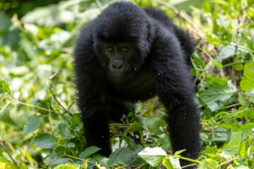 Young Wild mountain gorilla in the nature habitat. Very rare and endangered animal close up. African wildlife. Big and charismatic creature. Mountain gorillas. Gorilla beringei