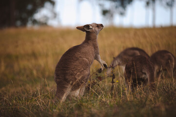 Kangaroos graze in a sunlit field of grass and golden vegetation. The scene captures a tranquil moment in their natural habitat, framed by distant trees and soft light