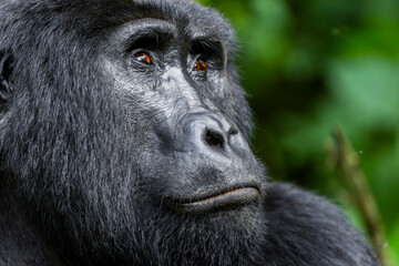 Wild mountain silverback gorilla portrait in the nature habitat. Very rare and endangered animal close up. African wildlife. Big and charismatic creature. Mountain gorillas. Gorilla beringei