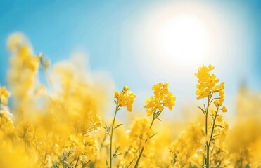 Obraz premium Bright Yellow Flowers Blooming Under a Clear Blue Sky with Sunlight Glowing in the Background, Capturing the Essence of Nature's Beauty and Serenity