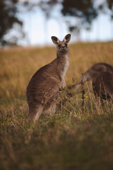 Kangaroos graze in a sunlit field of grass and golden vegetation. The scene captures a tranquil moment in their natural habitat, framed by distant trees and soft light