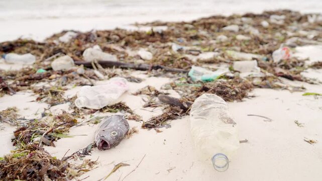 Plastic pollution and a dead ocean fish on a beach, microplastics in oceans, animal, single use water bottle