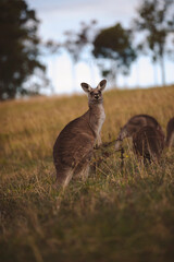 Kangaroos graze in a sunlit field of grass and golden vegetation. The scene captures a tranquil moment in their natural habitat, framed by distant trees and soft light