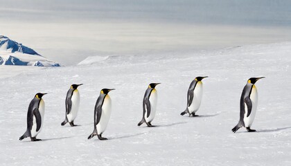 Fototapeta premium Emperor Penguins Marching Across the Vast Antarctic Ice in a Harsh Winter
