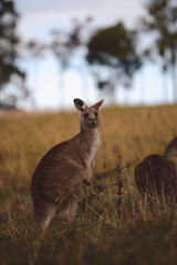 Kangaroos graze in a sunlit field of grass and golden vegetation. The scene captures a tranquil moment in their natural habitat, framed by distant trees and soft light