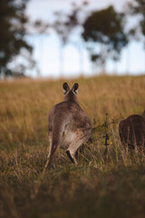 Kangaroos graze in a sunlit field of grass and golden vegetation. The scene captures a tranquil moment in their natural habitat, framed by distant trees and soft light
