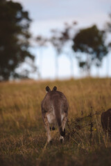 Kangaroos graze in a sunlit field of grass and golden vegetation. The scene captures a tranquil moment in their natural habitat, framed by distant trees and soft light