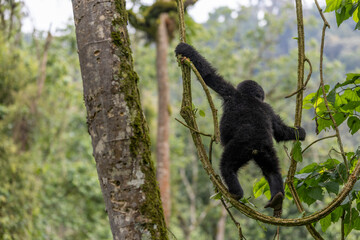 Little child mountain gorilla climbing trees in the nature habitat. Very rare and endangered animal close up. African wildlife. Big and charismatic creature. Mountain gorillas. Gorilla beringei