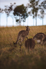 Kangaroos graze in a sunlit field of grass and golden vegetation. The scene captures a tranquil moment in their natural habitat, framed by distant trees and soft light