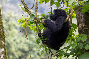 Wild mountain gorilla hanging in the tree in the nature habitat. Very rare and endangered animal close up. African wildlife. Big and charismatic creature. Mountain gorillas. Gorilla beringei © Sven Taubert