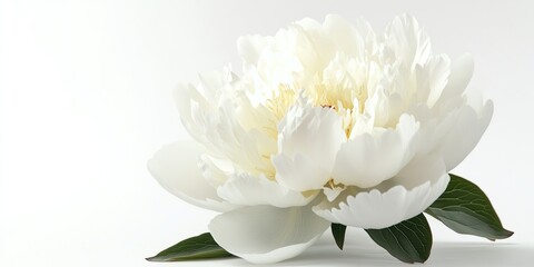Fototapeta premium Large white peony blooms elegantly against a pristine white background, showcasing the beauty of the large white peony. This large white peony radiates freshness and charm in its purest form.