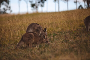 Kangaroos graze in a sunlit field of grass and golden vegetation. The scene captures a tranquil moment in their natural habitat, framed by distant trees and soft light