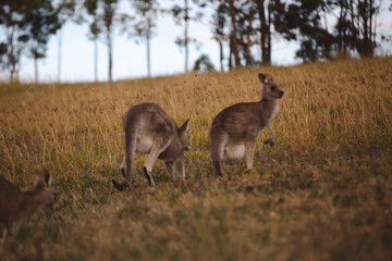 Kangaroos graze in a sunlit field of grass and golden vegetation. The scene captures a tranquil moment in their natural habitat, framed by distant trees and soft light