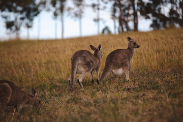 Kangaroos graze in a sunlit field of grass and golden vegetation. The scene captures a tranquil moment in their natural habitat, framed by distant trees and soft light