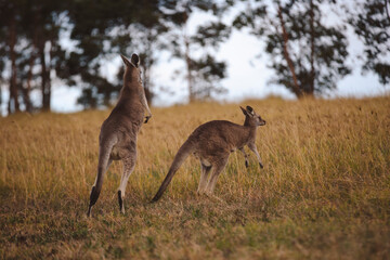 Kangaroos graze in a sunlit field of grass and golden vegetation. The scene captures a tranquil moment in their natural habitat, framed by distant trees and soft light