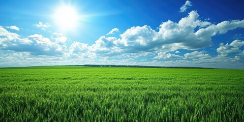Obraz premium Vibrant green wheat field stretches under a stunning blue sky adorned with fluffy clouds, showcasing the beauty of nature in this serene landscape of a lush green wheat field.
