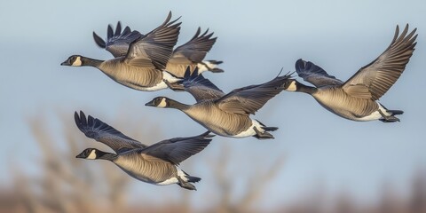Obraz premium Goose in flight gracefully soar through the high sky, showcasing their elegance and beauty as they navigate the vast expanse above. Observing goose in the sky is a captivating sight.