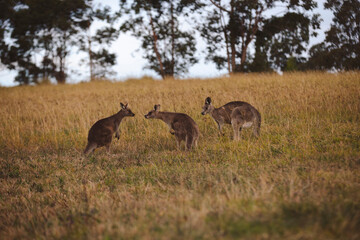 Kangaroos graze in a sunlit field of grass and golden vegetation. The scene captures a tranquil moment in their natural habitat, framed by distant trees and soft light