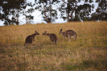 Kangaroos graze in a sunlit field of grass and golden vegetation. The scene captures a tranquil moment in their natural habitat, framed by distant trees and soft light