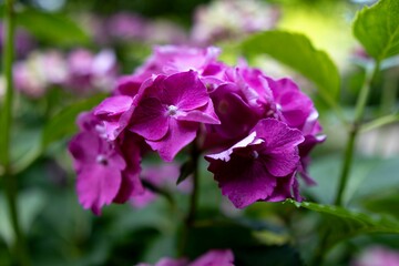Close-up of vibrant pink hydrangea flowers in full bloom.