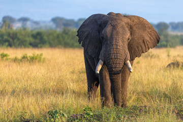 Fototapeta premium Impressive very old African elephant (Loxodonta africana) bull with super long tusks walking on savanna, looking at camera, Queen Elisabeth national park, Uganda.