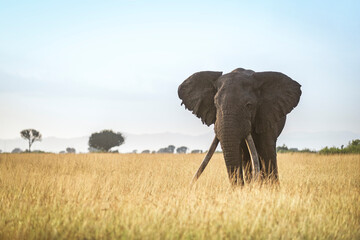 Fototapeta premium Impressive very old African elephant (Loxodonta africana) bull with super long tusks walking on savanna, looking at camera, Queen Elisabeth national park, Uganda.
