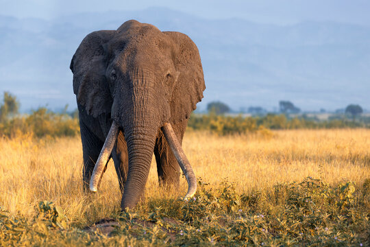 African elephant (Loxodonta africana) bull walking on savanna, looking at camera, Queen Elisabeth national park, Uganda.