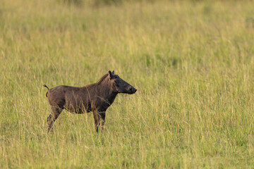 A common warthog (Phacochoerus africanus), standing alone in a grassy opening in the bush, in golden evening light. Queen Elisabeth National Park in Uganda