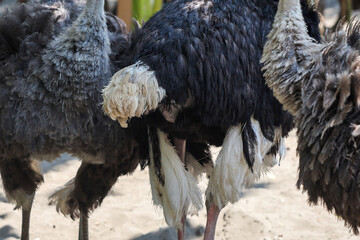 close up of ostrich tail in outdoor enclosure