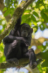 Obraz premium Wildlife kibale chimp chimpanzee portrait close up from Uganda in Africa