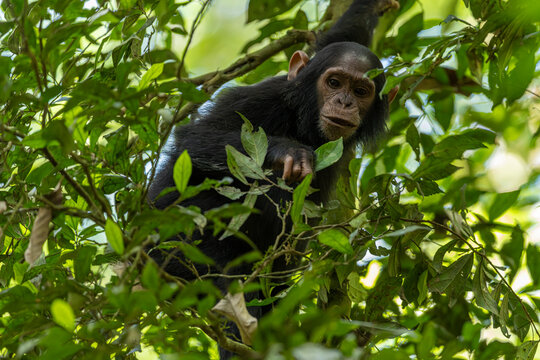 Wildlife kibale chimp chimpanzee portrait close up from Uganda in Africa