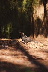 A black bird with a glossy sheen stands on a forest floor covered in pine needles. Soft sunlight filters through the trees, casting delicate shadows and highlighting the bird's striking red eye