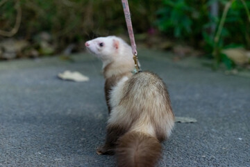 A captivating close-up of an adorable ferret, showcasing its playful and curious nature. With its...