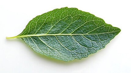 Obraz premium Close-up of green leaf nature scene plant detail studio light