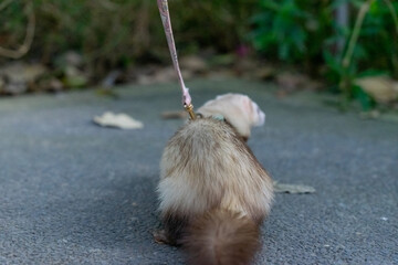 A captivating close-up of an adorable ferret, showcasing its playful and curious nature. With its...