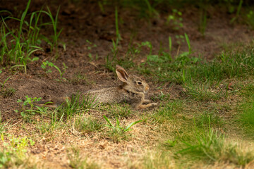 Fototapeta premium Cottontail rabbit (Lepus sylvaticus) on meadow,nature scene from Wisconsin