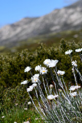 White flowers of the Australian native Silver Snow Daisy, Celmisia species, family Asteraceae, in a summer mountainous subalpine meadow landscape, Kosciuszko, NSW