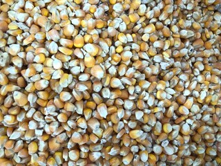 close up of corn seeds seeds background Corn grains quality check damage starch broken seed and high contamination animal feed