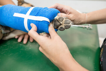 veterinarian putting a bandage on a dog's broken wound, robert jones bandage