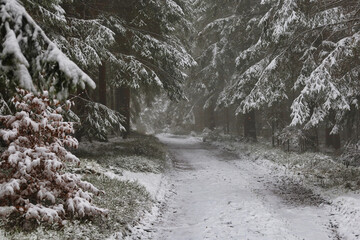 Weg im Thüringer Wald von Schmiedefeld zum Bahnhof Rennsteig, Schmiedefeld am Rennsteig, Stadt Suhl, Thüringen, Deutschland	