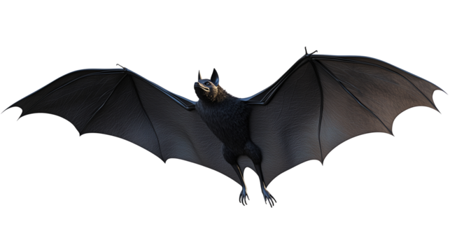 Isolated Flying Bat Image, transparent background, High Resolution, Perfect for Design Projects, Royalty Free
