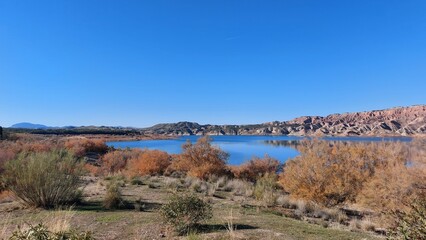 Trees and pines by the lake