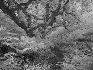 Woods at Coney's Castle, Fishpond Bottom, Dorset