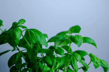Garden fresh herbs - basil, sage, parsley on a table - close up