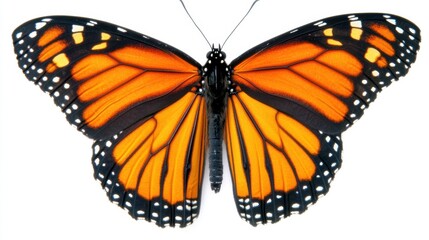 Fototapeta premium Vibrant Monarch Butterfly Wings Displaying Stunning Orange and Black Patterns
